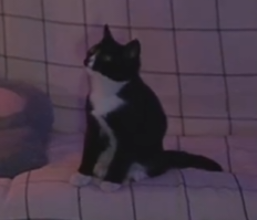 232x199